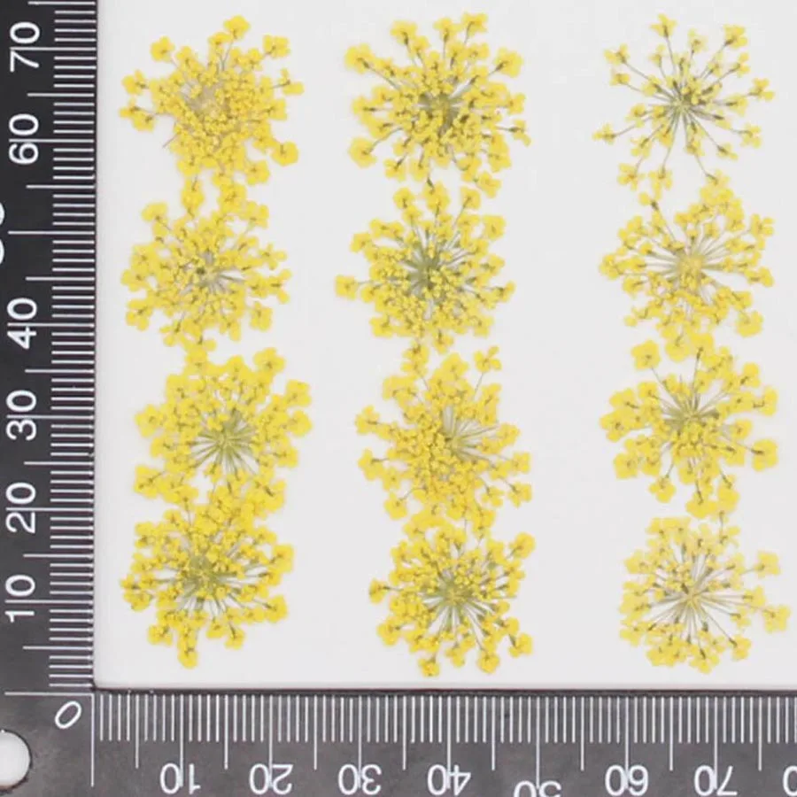 60pcs Pressed Dried 20-25mm Am - Dried Flower Bookmark ulasan dan harga