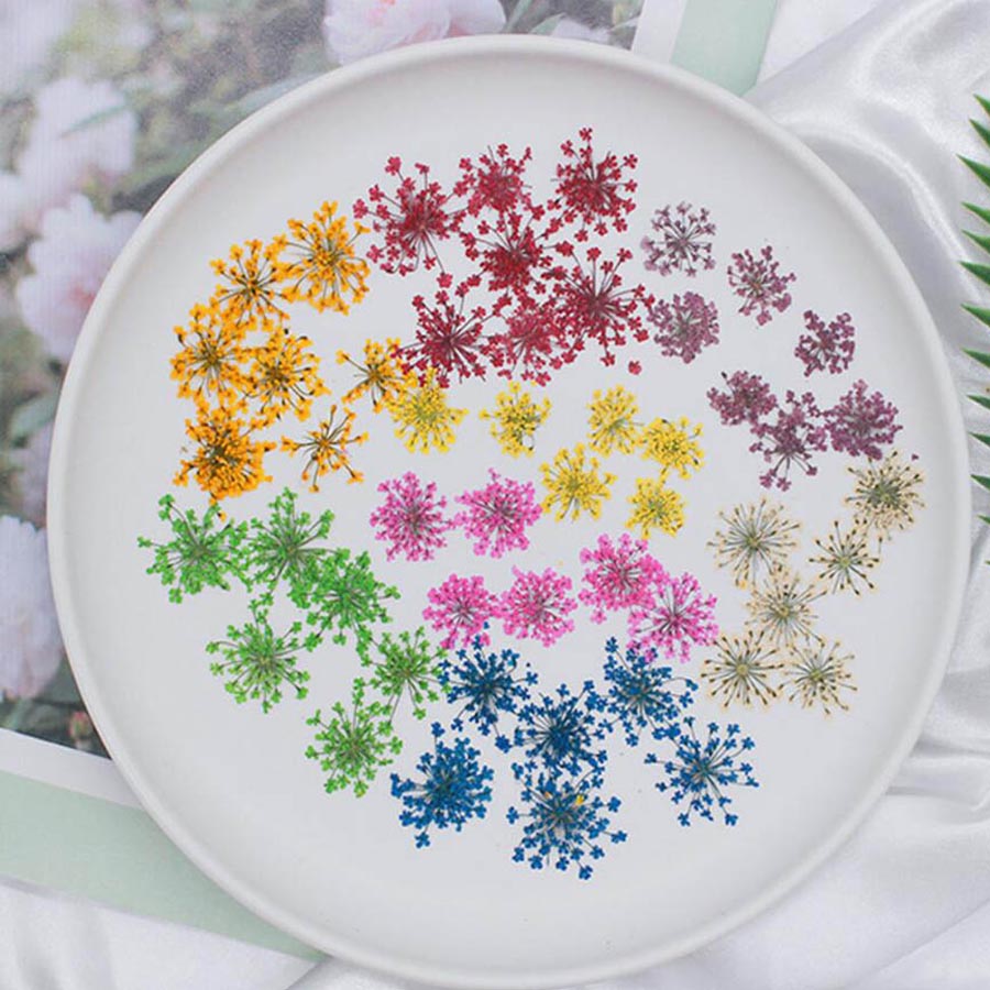 60pcs Pressed Dried 15-20mm Am - Dried Flower Bookmark ulasan dan harga