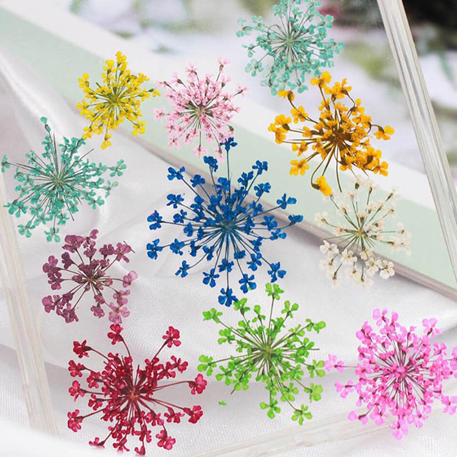 60pcs Pressed Dried 15-20mm Am - Dried Flower Bookmark ulasan dan harga