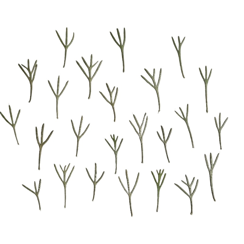 24pcs,Real Pressed Achillea Le - Dried Flower Bookmark ulasan dan harga