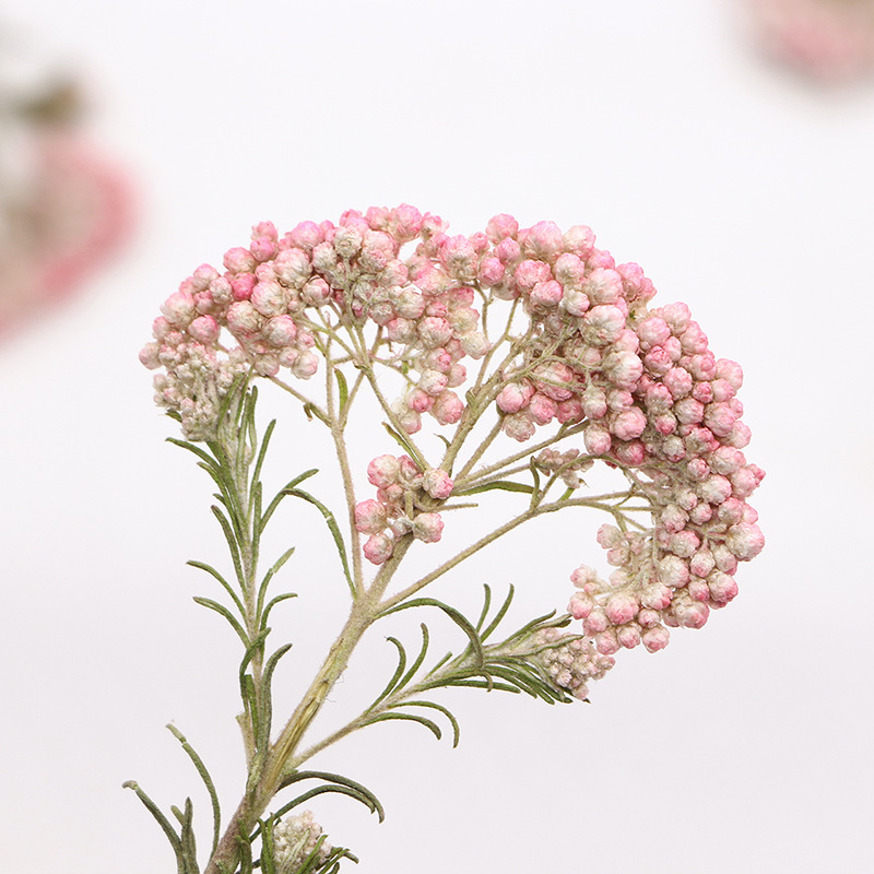 12pcs, Nature Millet Flower Br - Dried Flower Bookmark ulasan dan harga