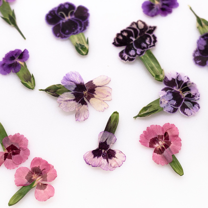 24pcs,Pressed Dried Dianthus F - Dried Flower Bookmark ulasan dan harga
