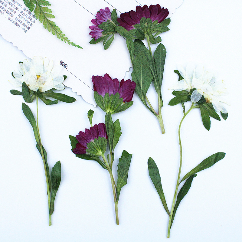 24pcs,Mini Chrysanthemum Press - Dried Flower Bookmark ulasan dan harga